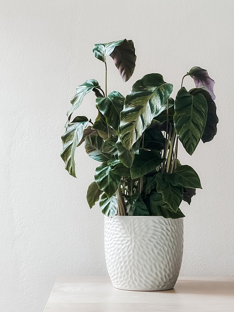 plante numero1
