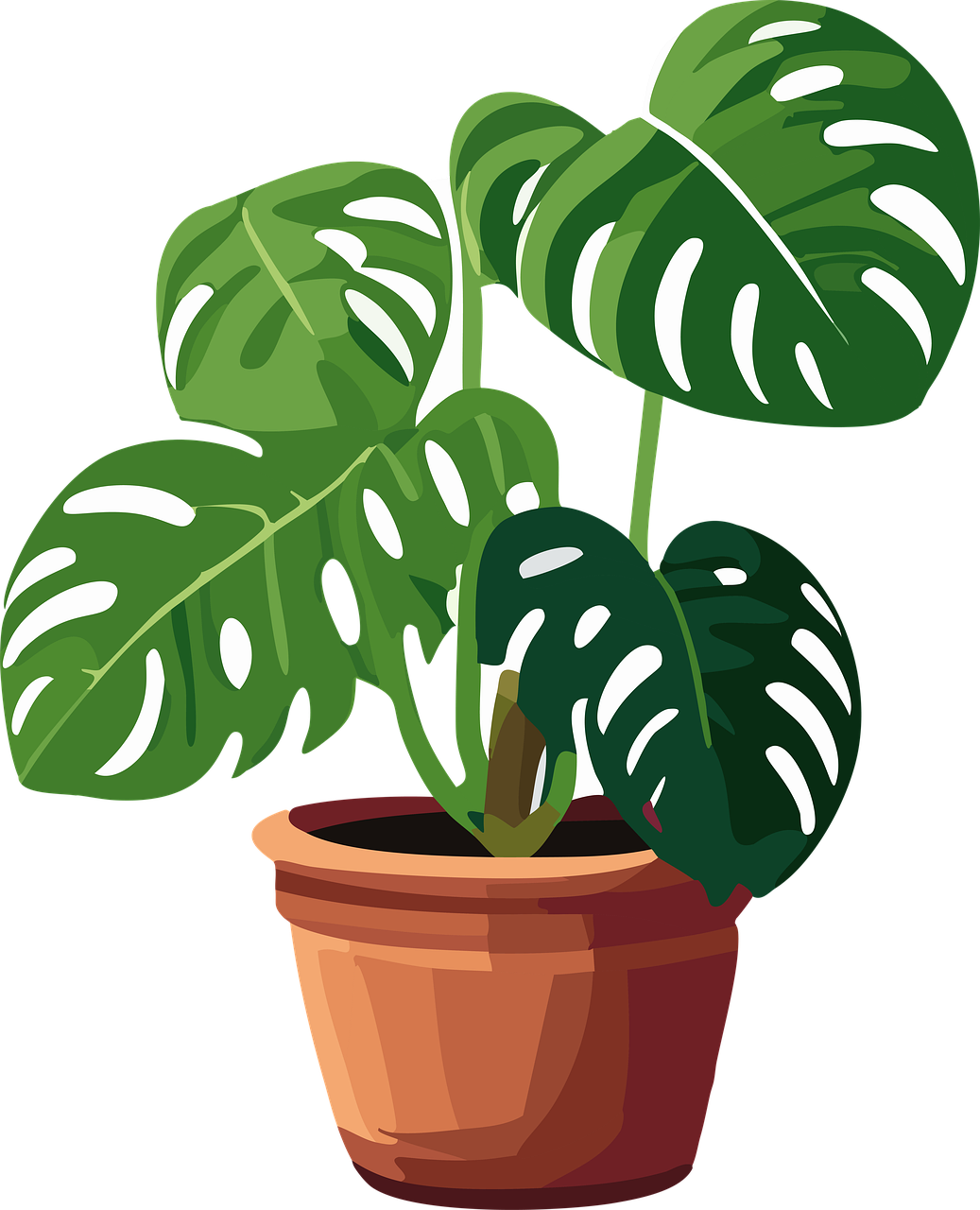 plante numero5