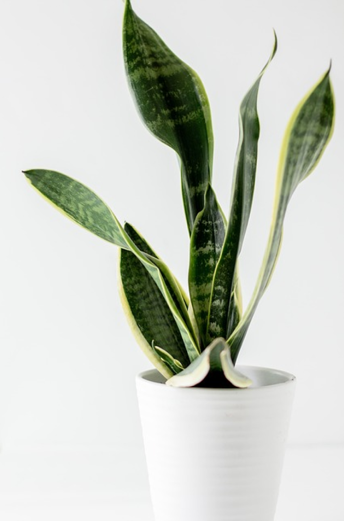 plante numero4