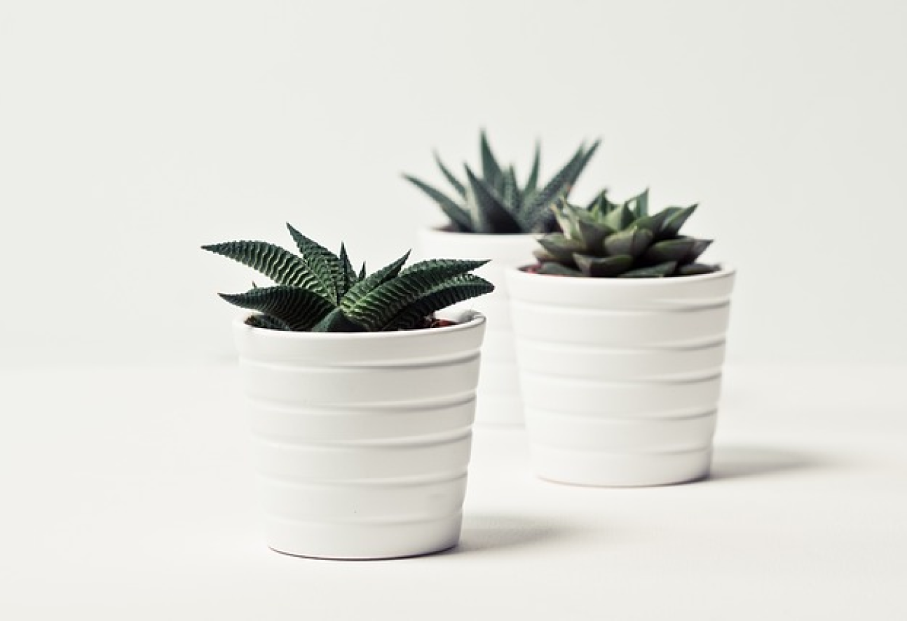 plante numero2