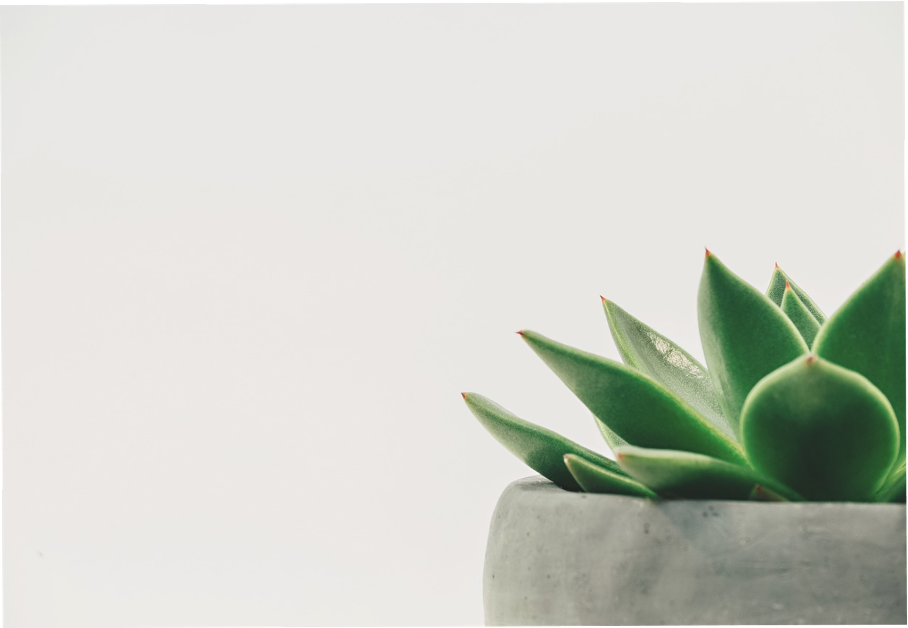 plante numero3